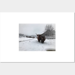 Scottish Highland Cattle Cow and Calf 1600 Posters and Art